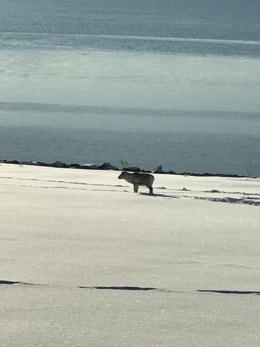 Trivelig fritidshus på Årnes, Senja Straumstad Eksteriør bilde